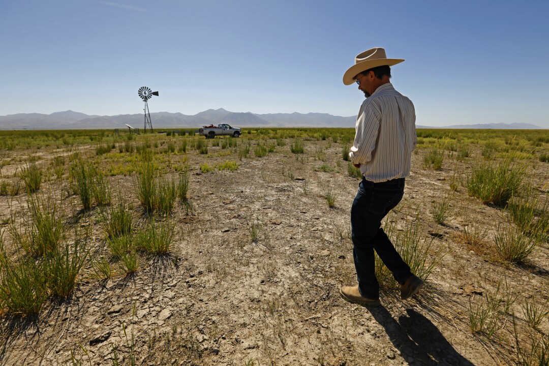 Cattle rancher Edward Bartell walks over dry, cracked earth amid native grasses and sage brush in Thacker Pass. 
