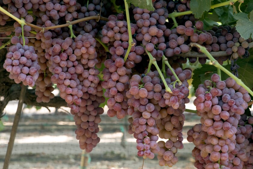 Candy Snaps (IFG Twenty-one) grapes bred by David Cain of International Fruit Genetics in Delano, Calif.