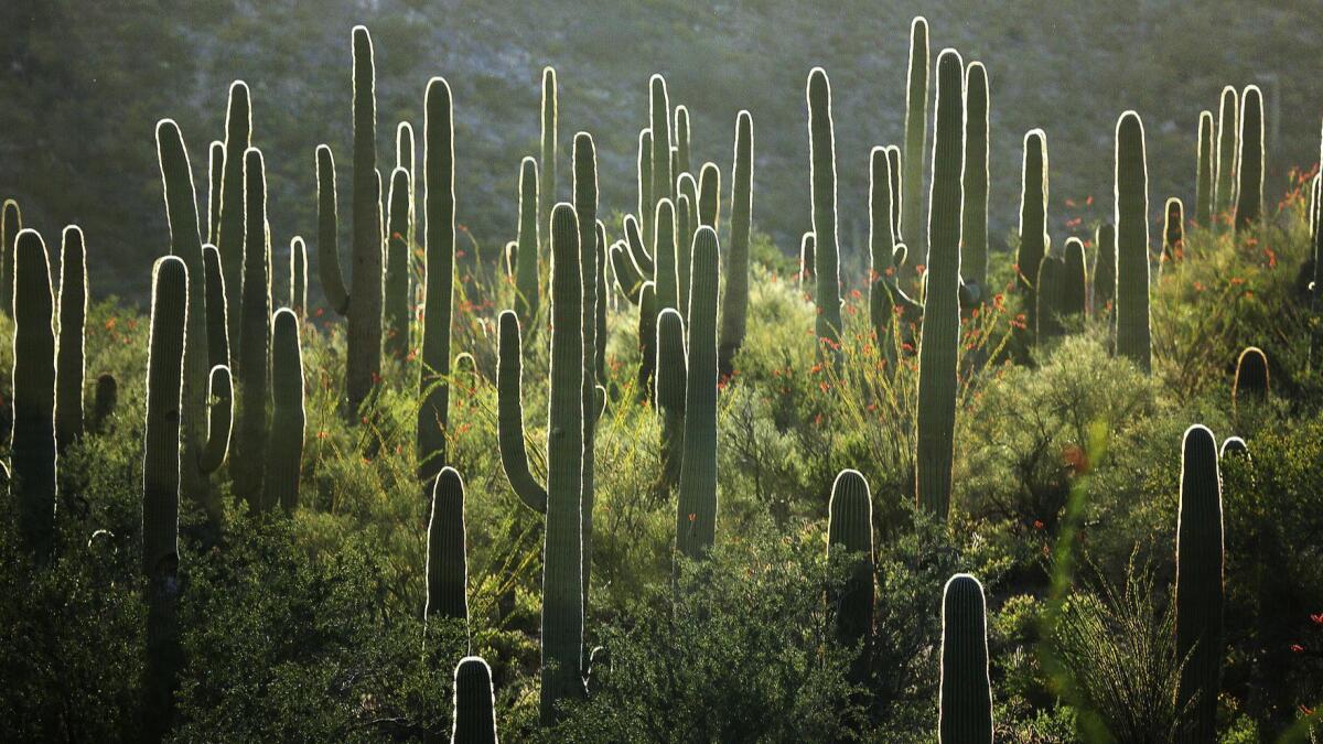 Saguaro cactuses are backlighted by western sun at the Saguaro National Park, West, Tucson Mountain District in Pima County west of Tucson, Ariz.
