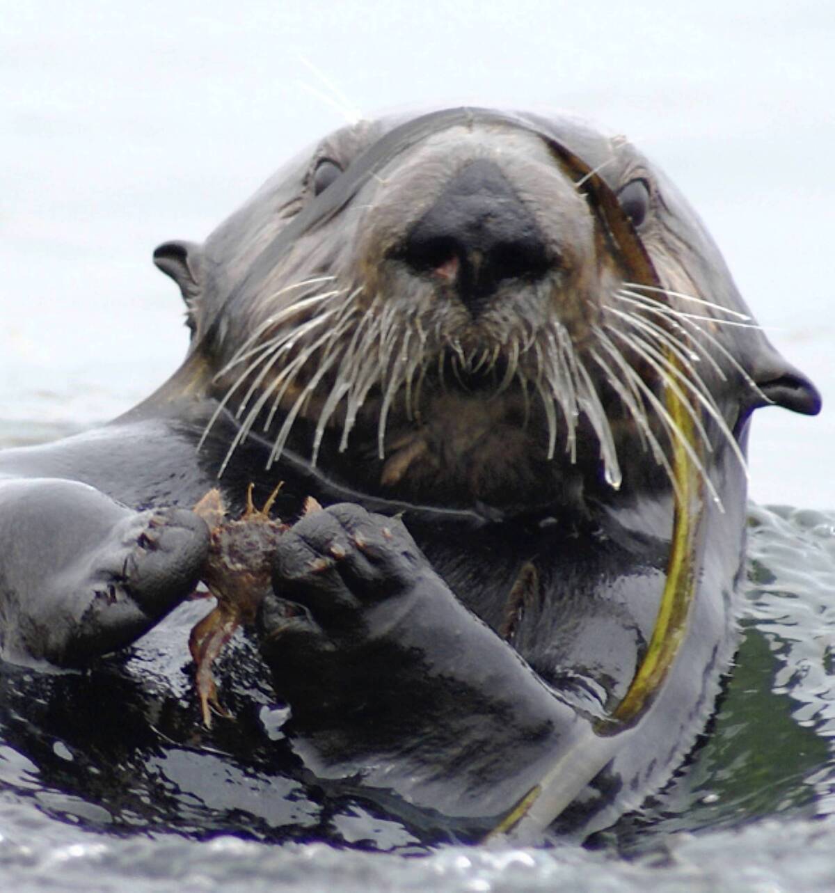 A sea otter in Elkhorn Slough in Monterey Bay holds a crab. Recolonization of the area by the otters has led to the recovery of sea grass beds.