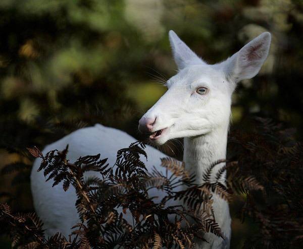 Rare Albino Whitetail Deer