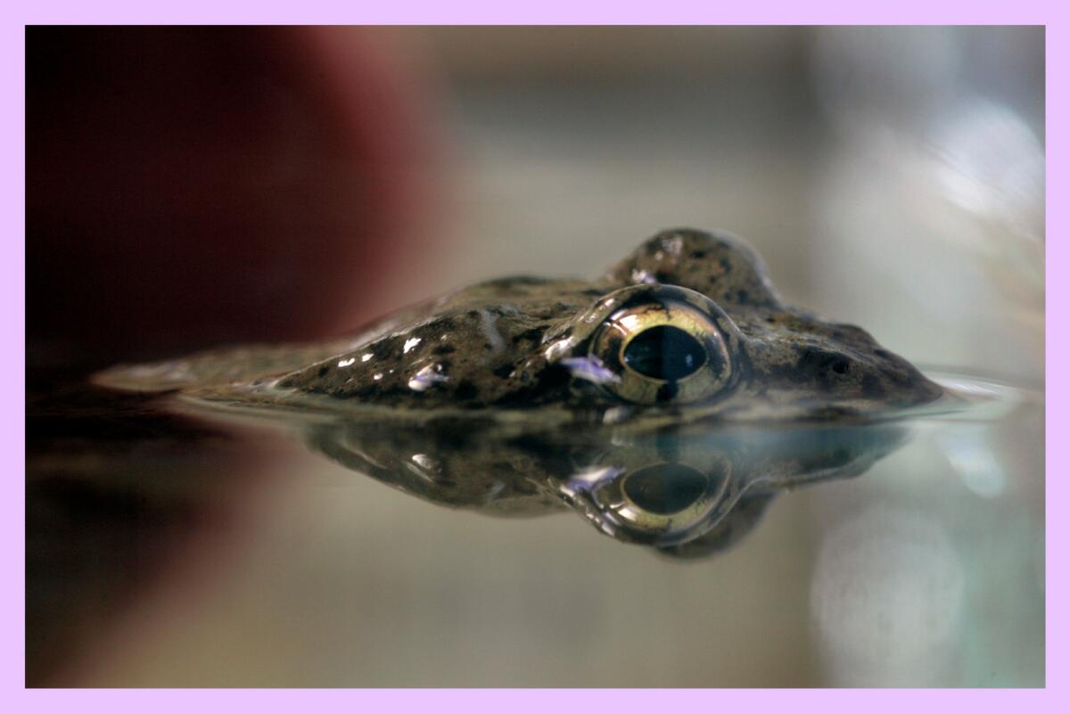An endangered mountain yellow-legged frog peeks out from the water in a tank.