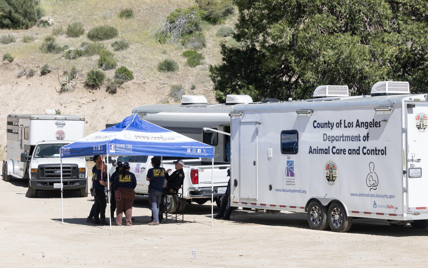 Prosecutors charge Lake Hughes animal rescuer with housing hundreds of animals in inhumane conditions