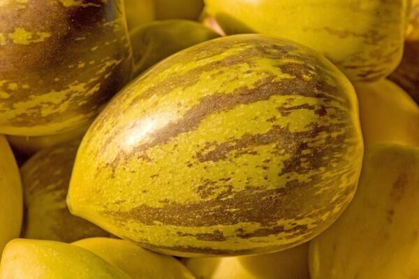 Pepinos (tree melons)
