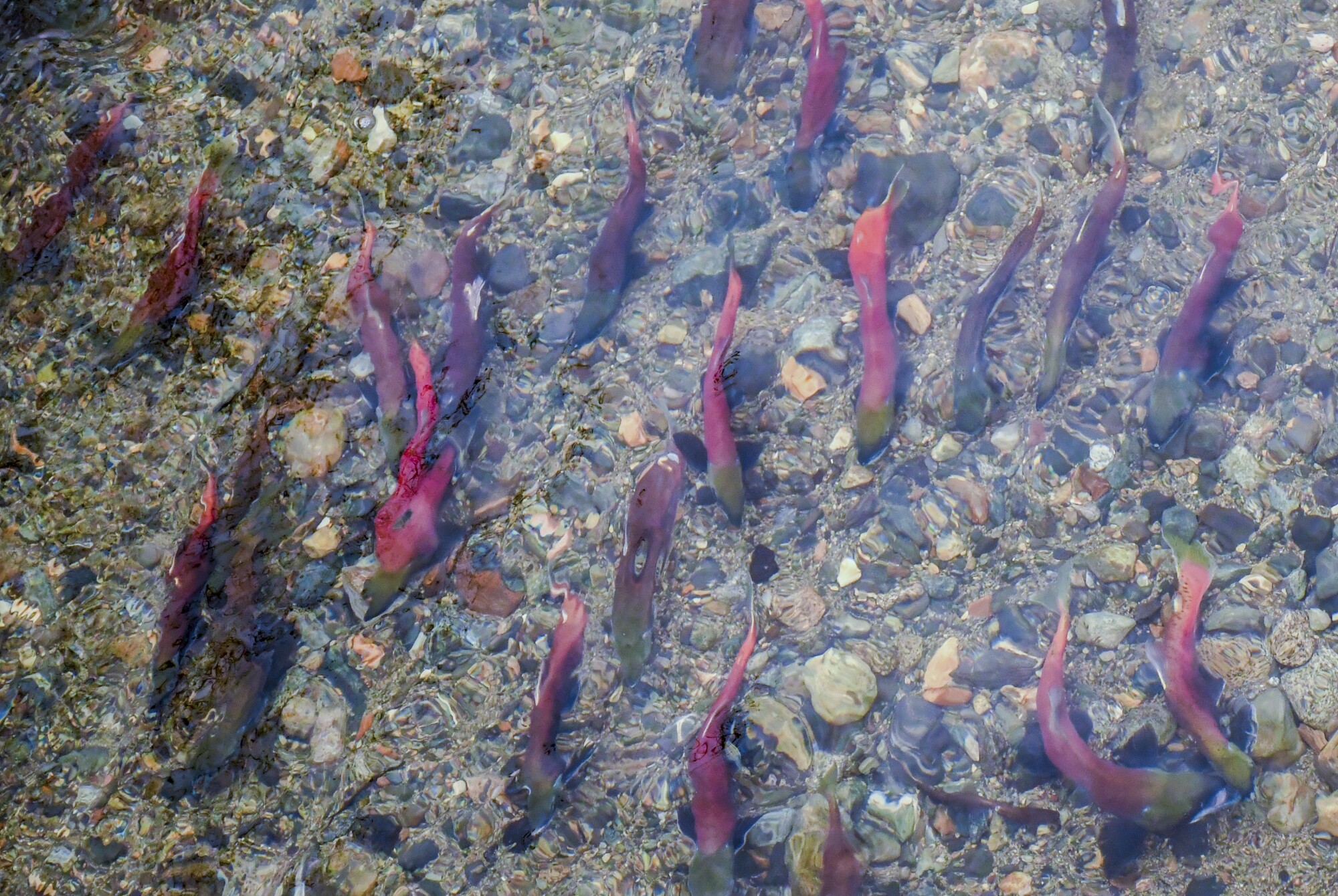 Each fall, visitors also have a chance to see kokanee salmon spawning, a phenomenon in which the fish turn red.