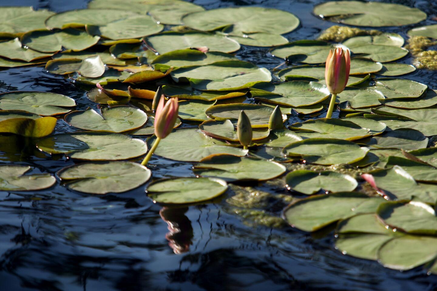 L.A. Walks: Echo Park Lake