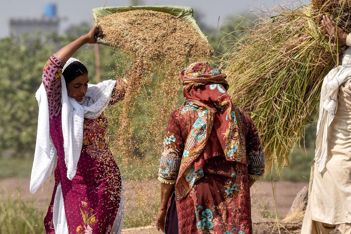 Farmers clean rice crops in a paddy field in Lahore, Pakistan