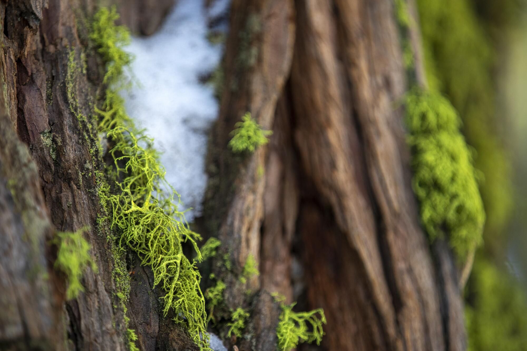 Bright green moss is contrasted by ice on a sequoia.