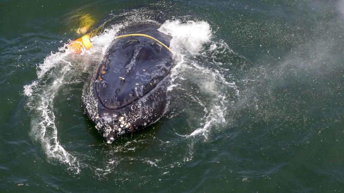 This undated photo provided by NOAA shows a humpback whale entangled in fishing line, ropes, buoys and anchors in the Pacific Ocean off Crescent City, Calif.