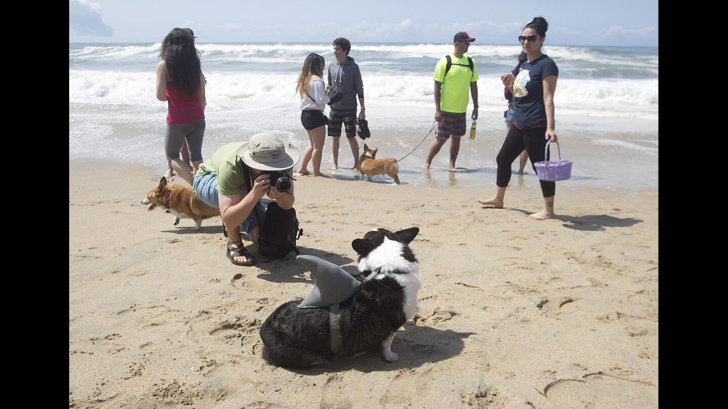 Corgi Beach Day in Huntington