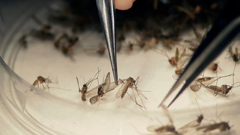 A microbiologist sorts mosquitoes collected in a trap in Texas near the location of a confirmed case of Zika virus infection. A new study reports that three Zika vaccines that worked in mice were also effective in monkeys.