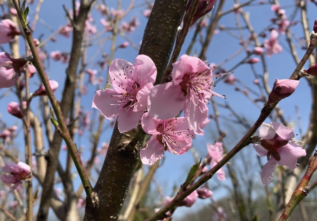 This undated photo shows peach trees blooming in New Paltz, N.Y. Peach blossoms are a welcome sight in early spring, so, for fruit, it's best to delay that show as long as possible by paying attention to microclimate. (Lee Reich via AP)