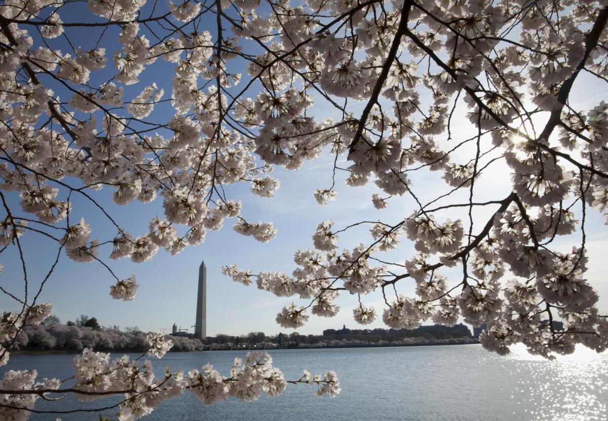 The Washington Monument is seen through cherry blossoms across the Tidal Basin in Washington. The National Park Service (NPS) is now forecasting that March 23 and 24 will be the start of the peak bloom period for the cherry blossoms in Washington.