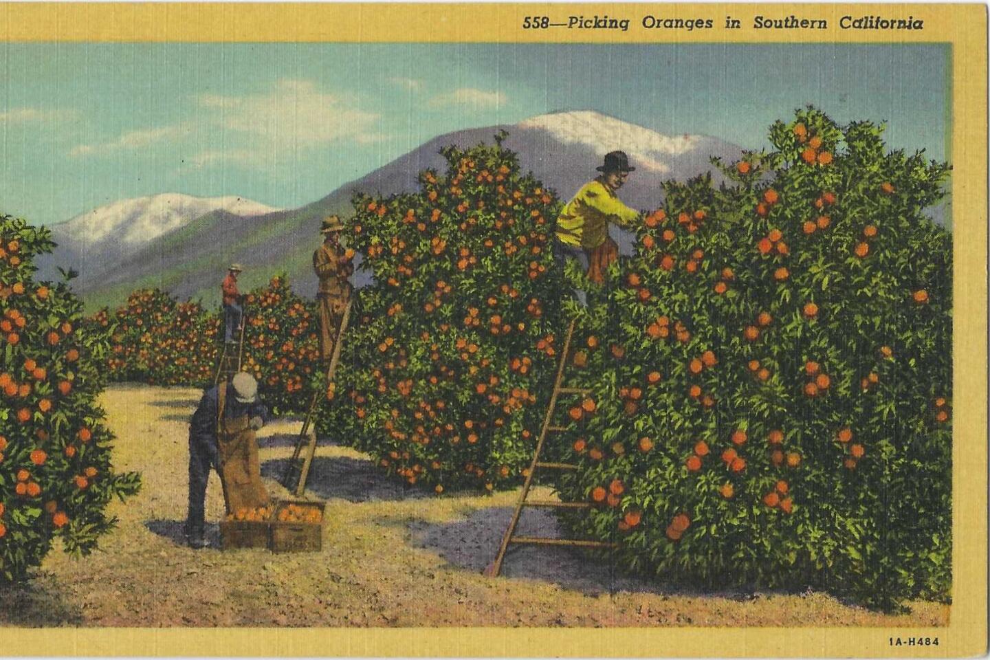 Where have Southern California's orange groves gone? - Los Angeles Times