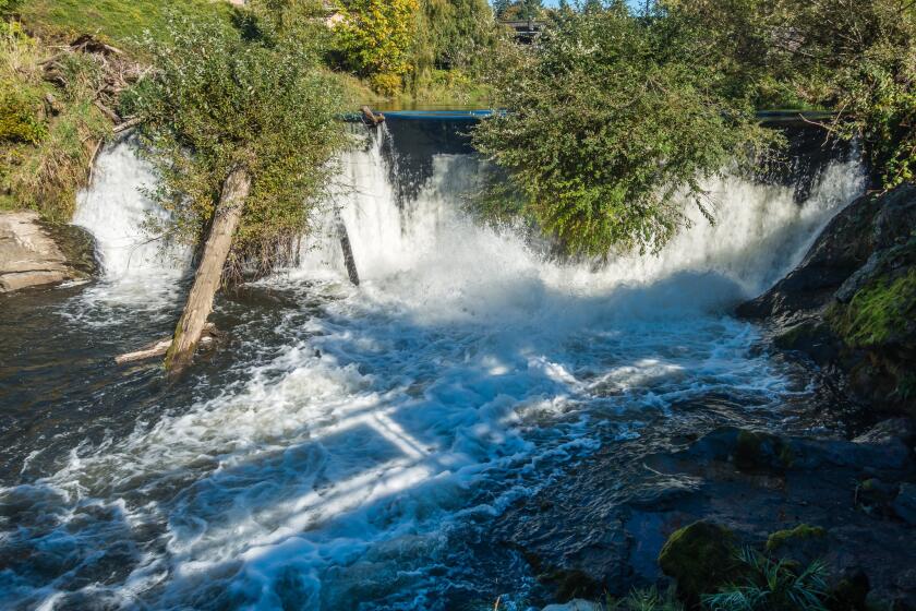 Closeup shot of a secton of Upper Tumwater Falls with busher hanging over the water.