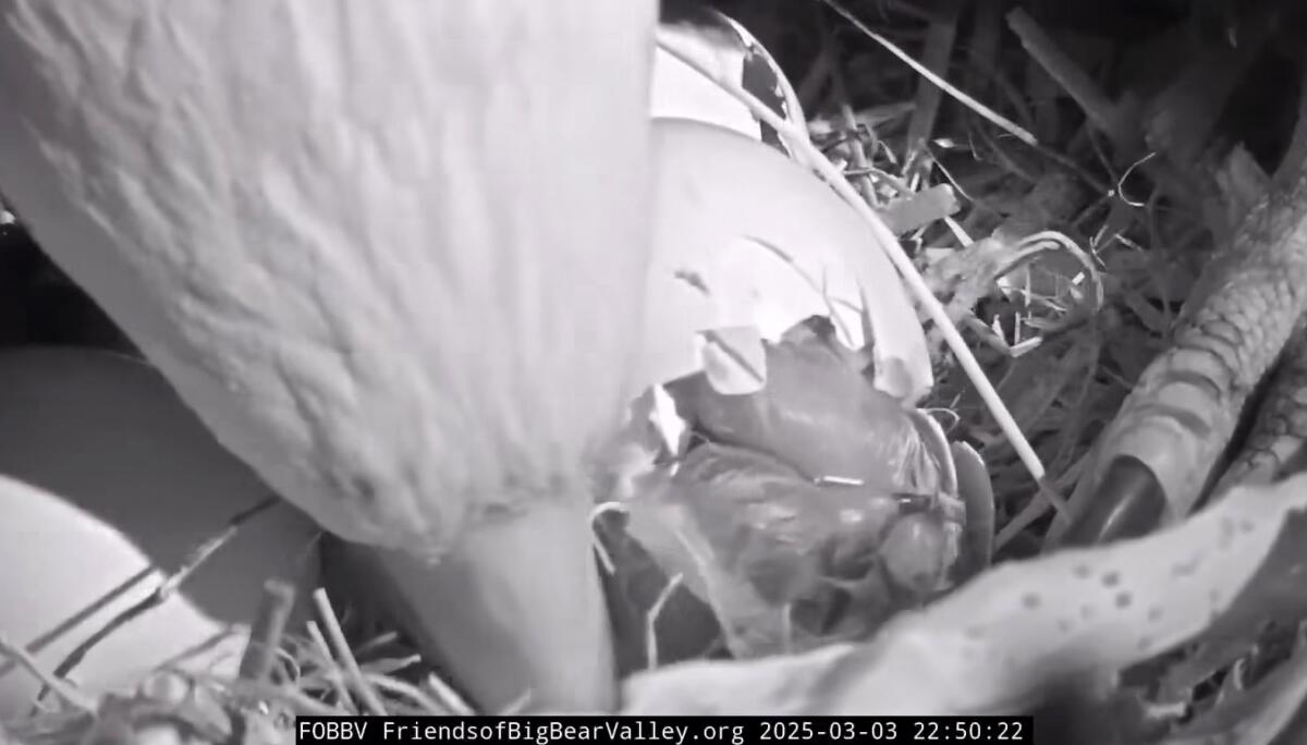 An eaglet hatching