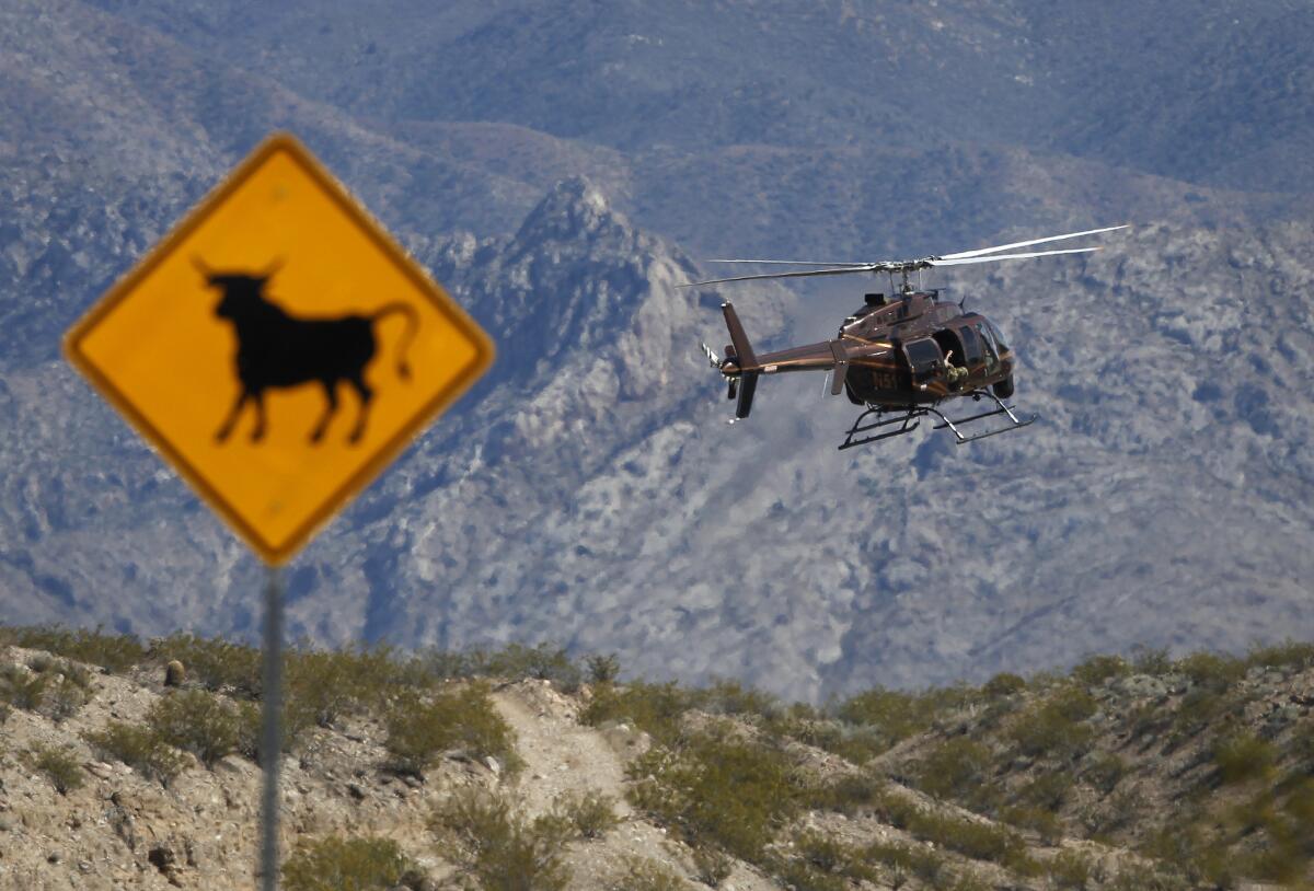 A helicopter takes off from a staging area near Bunkerville, Nev., for a Bureau of Land Management roundup of cattle owned by a local rancher.