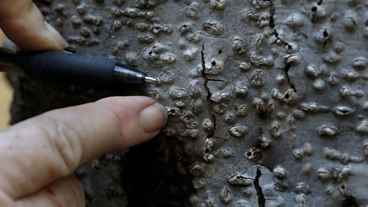 Bore holes caused by beetles known as fruit tree pinhole borers.