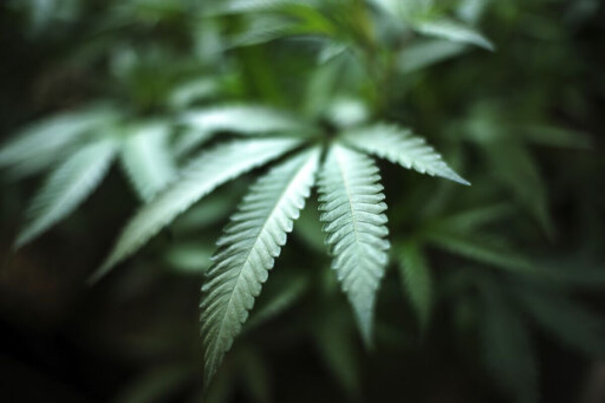 Photo of marijuana growing at an indoor cannabis farm in Gardena, Calif. 