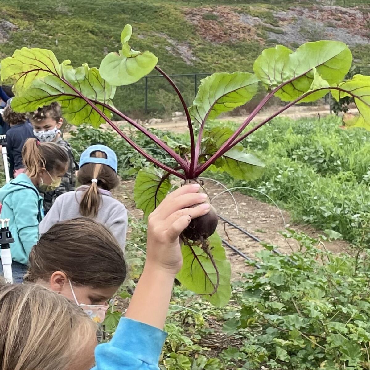 Students check out the produce at Encinitas Union School District's Farm Lab.