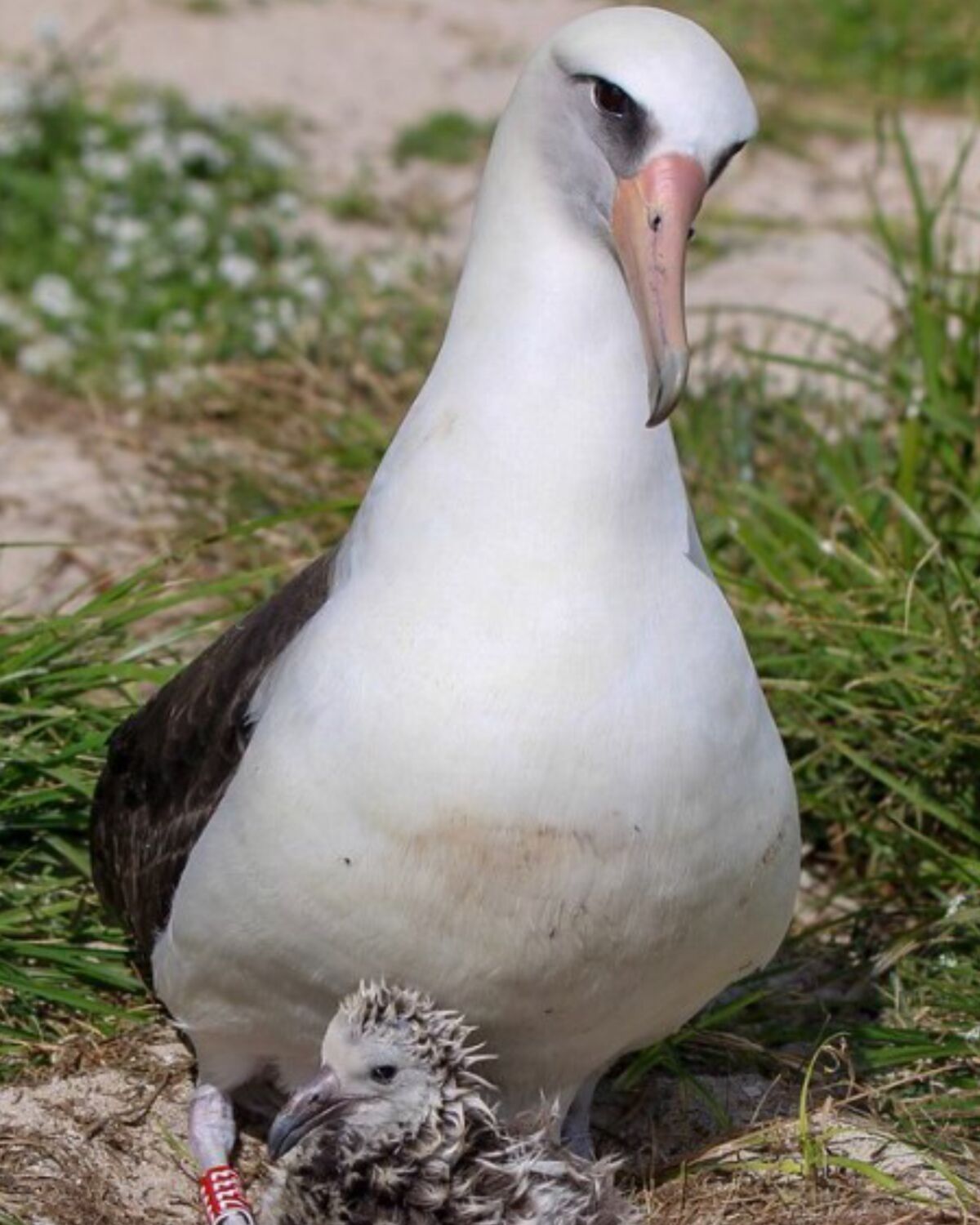 An albatross is shown with a newly hatched offspring.