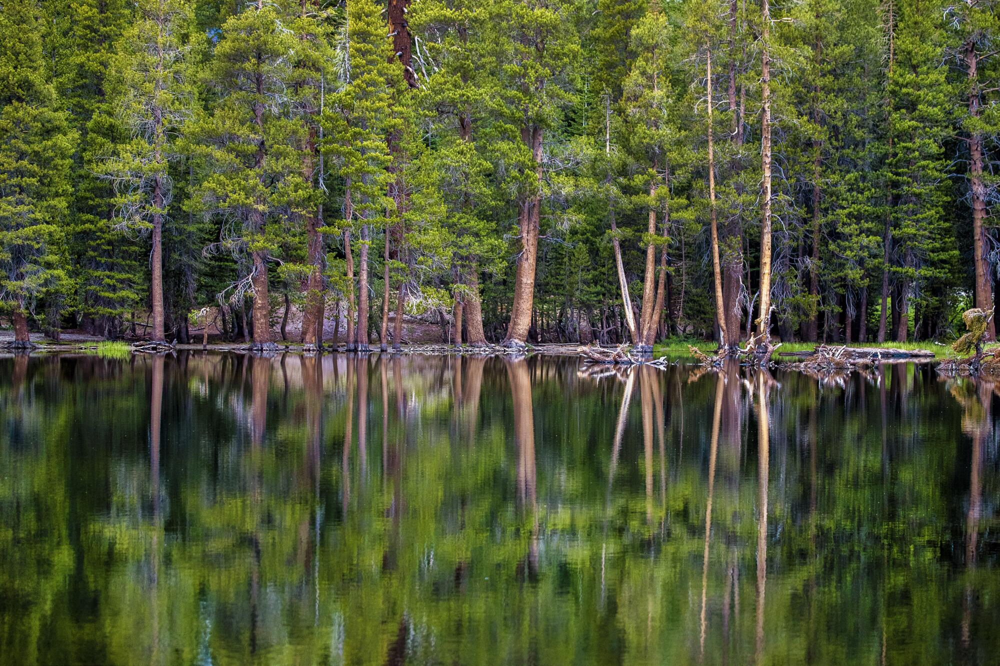 Trees are perfectly reflected in still water.
