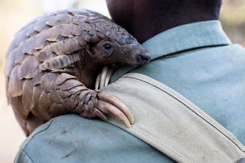 Reclusive and content to live on a diet of ant, the pangolin has become the most poached mammal in the world.