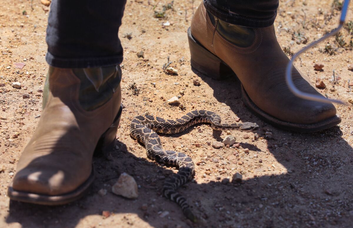 A small rattlesnake sits on the dusty ground between a pair of boots.