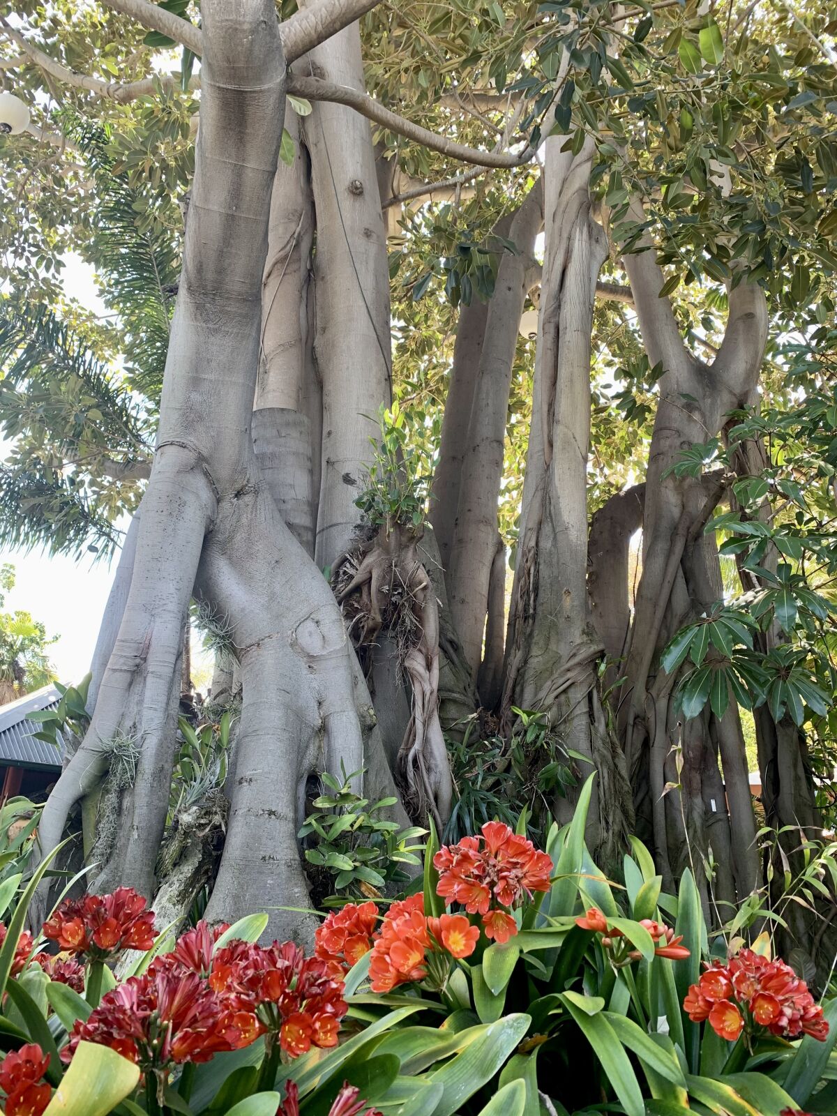 On Monkey Trails at the San Diego Zoo, look for the giant Moreton Bay Fig, Ficus macrophylla.