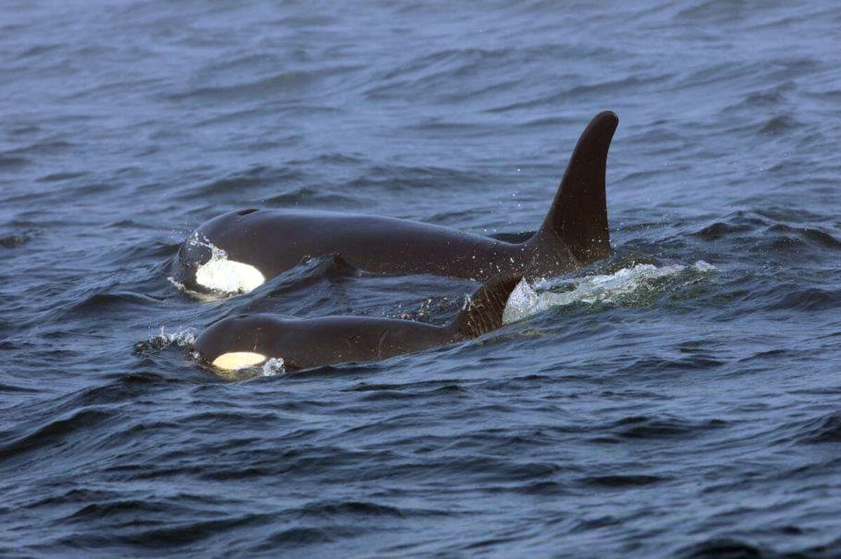 La orca J50 y su madre J16 nadan en la costa oeste de la Isla de Vancouver cerca de Port Renfrew, B.C. 