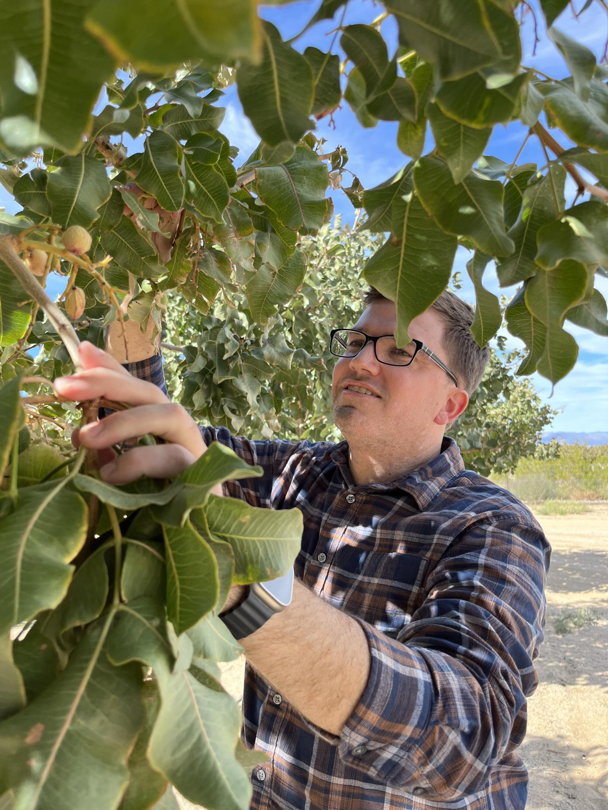 Joshua Nugent inspects some of the 210,000 pistachio trees his agricultural company has planted near the city of Ridgecrest.