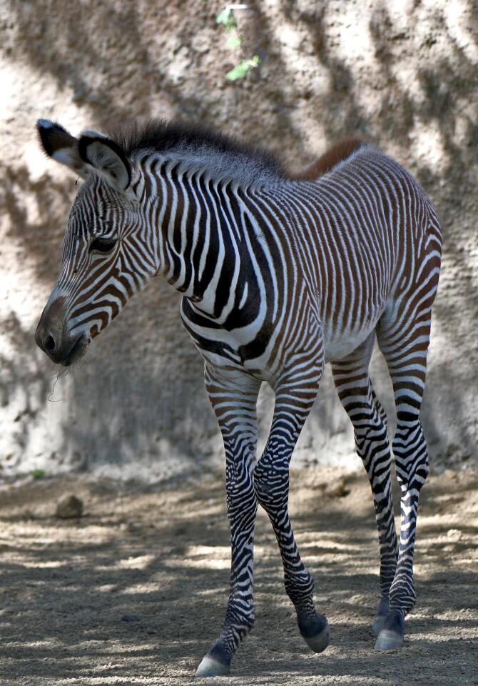 Photo Gallery: L.A. Zoo celebrates birth of rare Grevy's Zebra