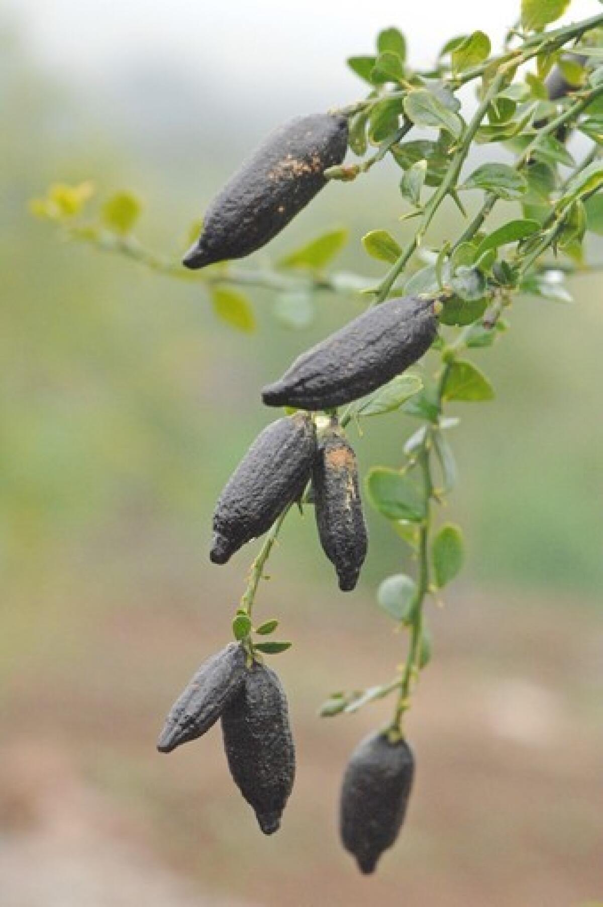 Australian finger limes at Lisle Babcock's Deer Creek Heights Ranch, Terra Bella, Calif. 