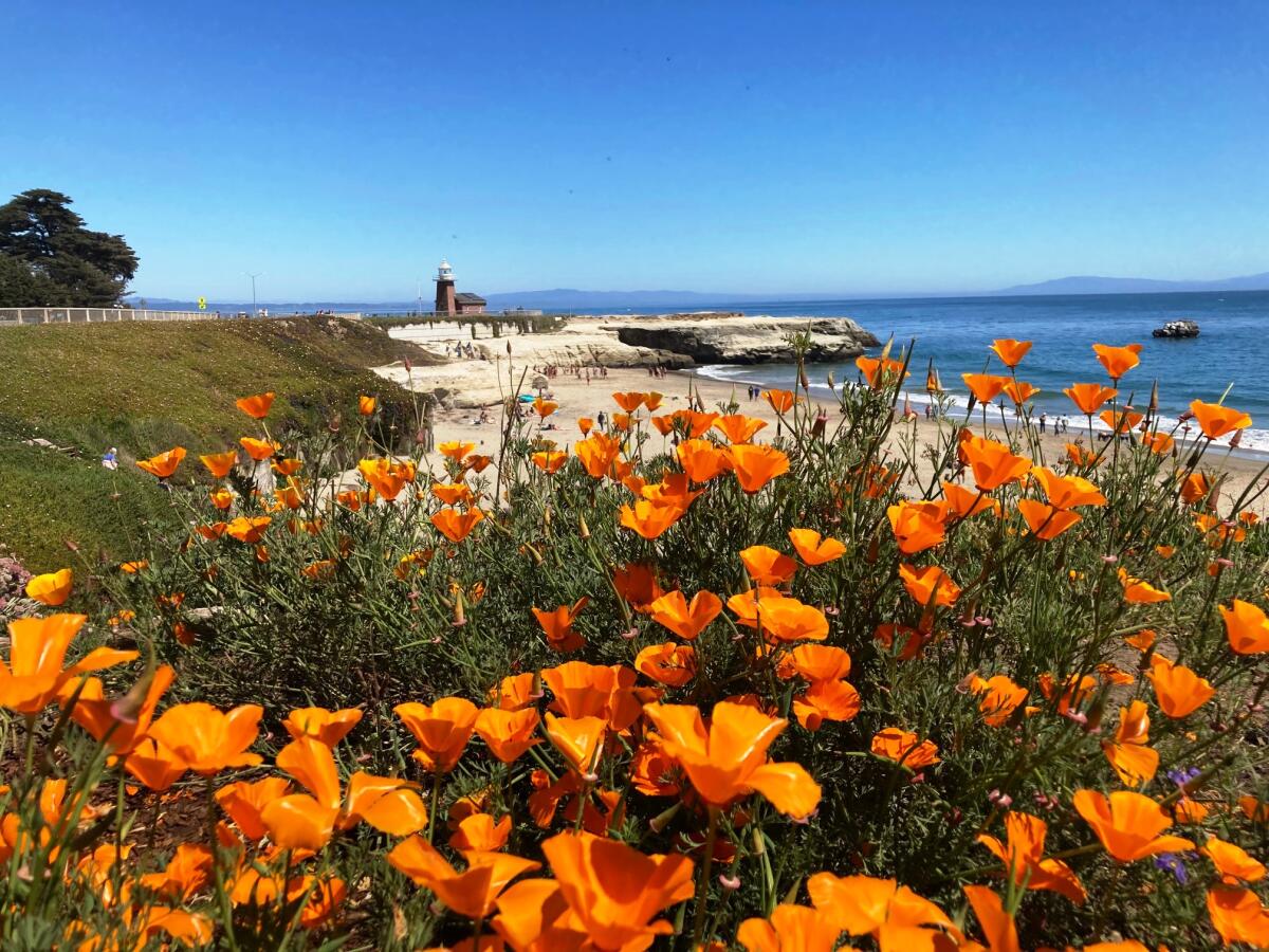 A coastal landscape of California poppies with a lighthouse and the ocean in the background.