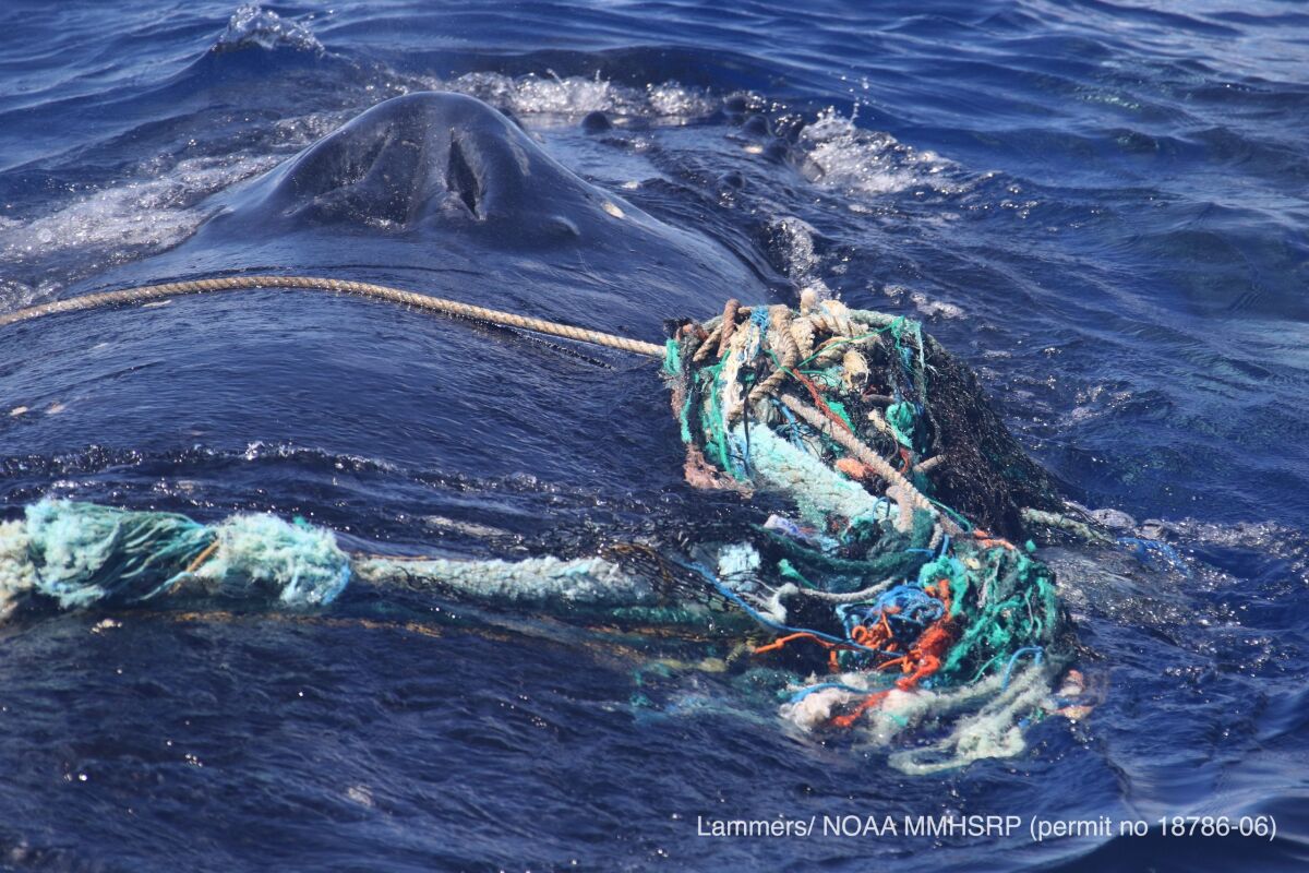 This photo provided by the National Oceanic and Atmospheric Administration shows an entangled humpback whale in the Hawaiian Islands Humpback Whale National Marine Sanctuary off Maui. The female humpback, traveling with a male and a calf, was freed on Monday, Feb. 14, 2022. (M. Lammers/NOAA via AP) (MMHSRP Permit # 18786-06)
