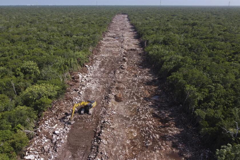 ARCHIVO - Una excavadora despeja un área de bosque que será la línea del Tren Maya en Puerto Morelos, estado de Quintana Roo, México, el martes 2 de agosto de 2022. La Comisión para la Cooperación Ambiental establecida por Estados Unidos, México y Canadá recomendó abrir una investigación ambiental sobre el multimillonario proyecto de tren turístico en la península de Yucatán. (AP Foto/Eduardo Verdugo, Archivo)