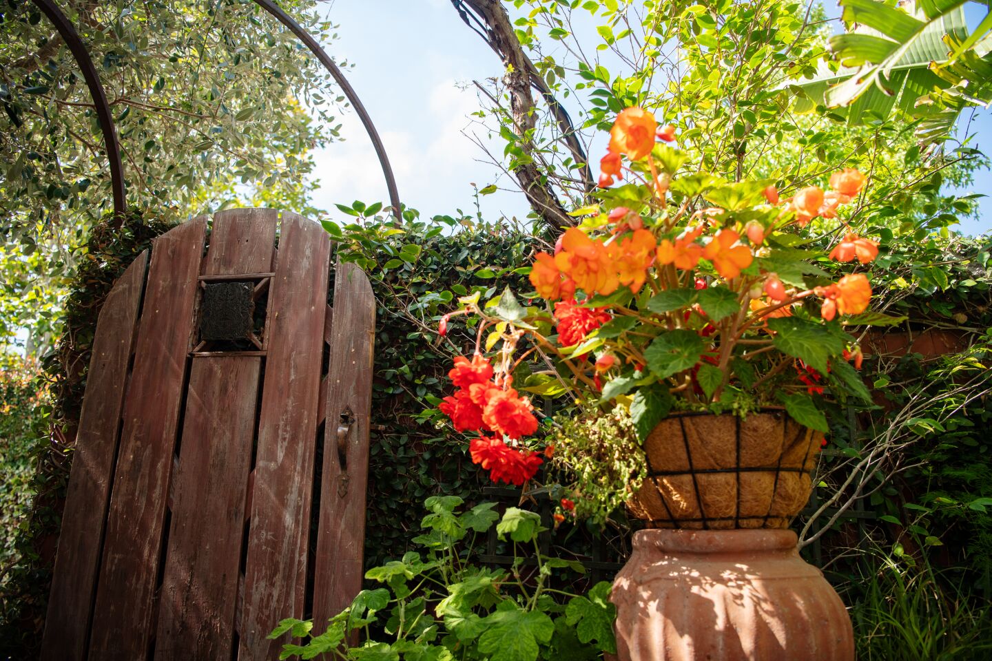 Begonias beckon