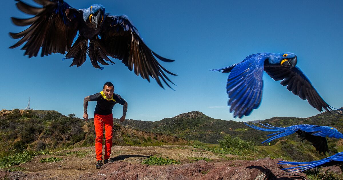Chan the Birdman free flies macaws to help L.A. love birds