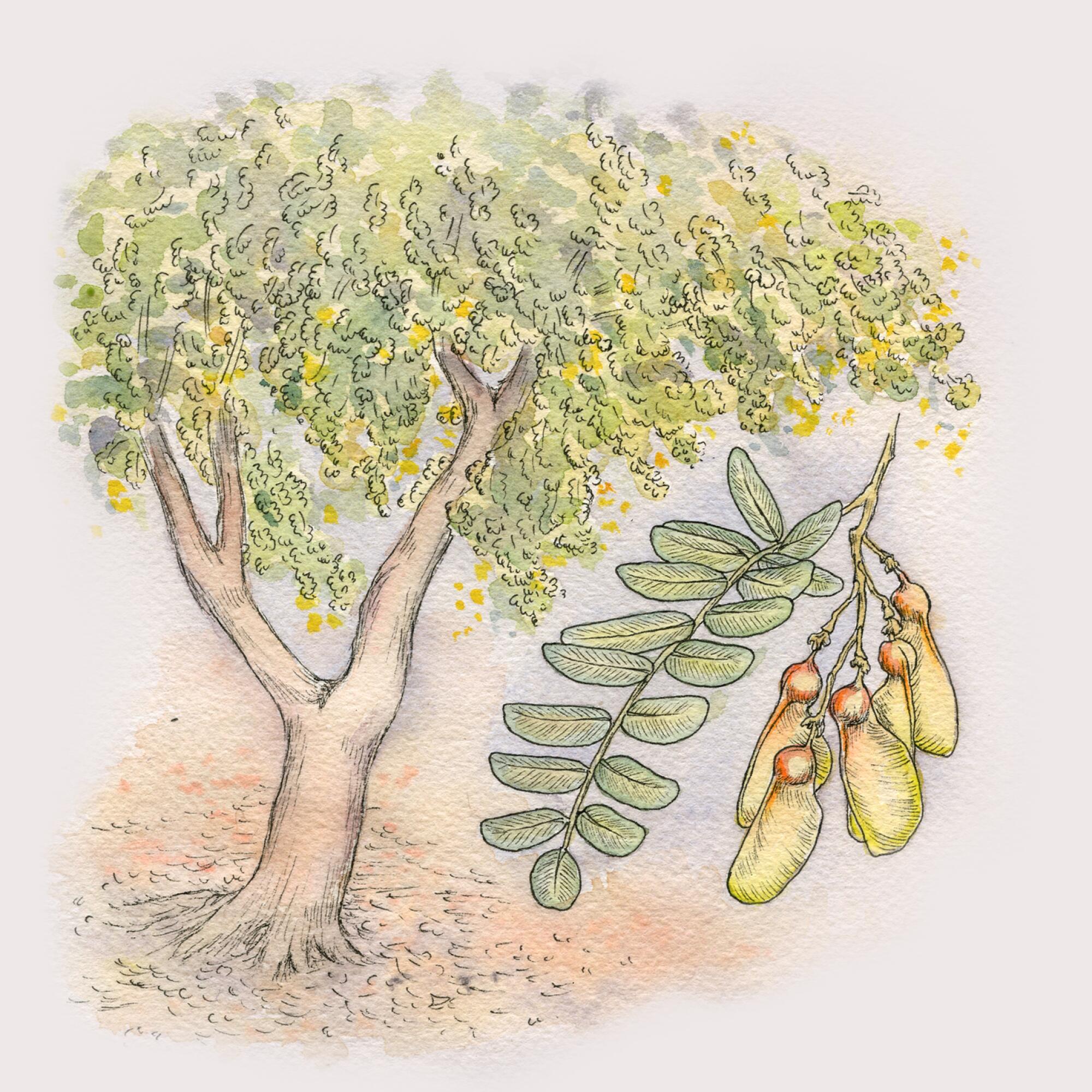 A tipu tree with a closeup illustration of its leaves and seedpods