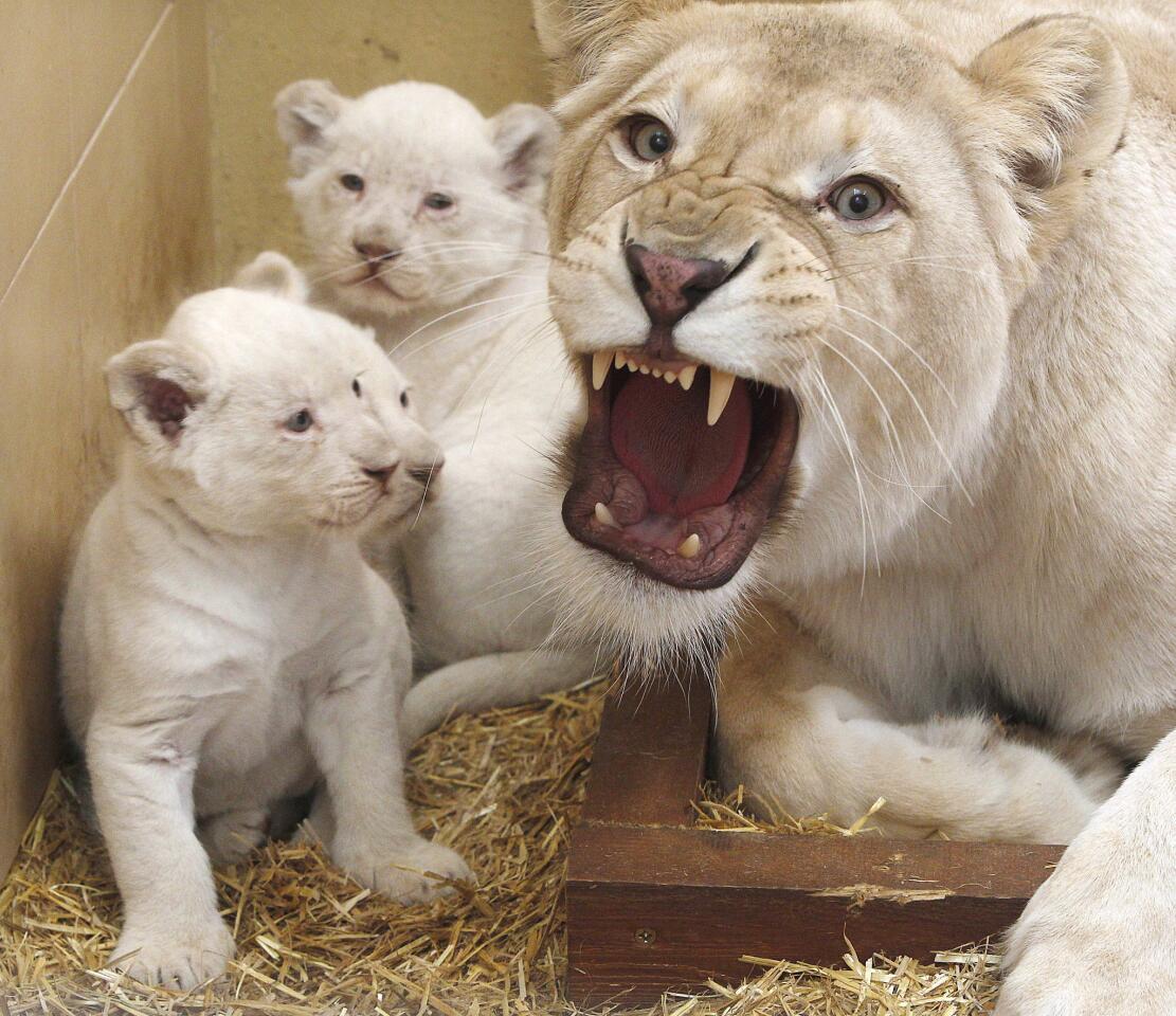 Three baby white lions with their mother, Azira, sit in their enclosure at a private zoo in Borysew, Poland. Born Jan. 28, they will be let out into the open air in April and will be available for visitors to see in May.
