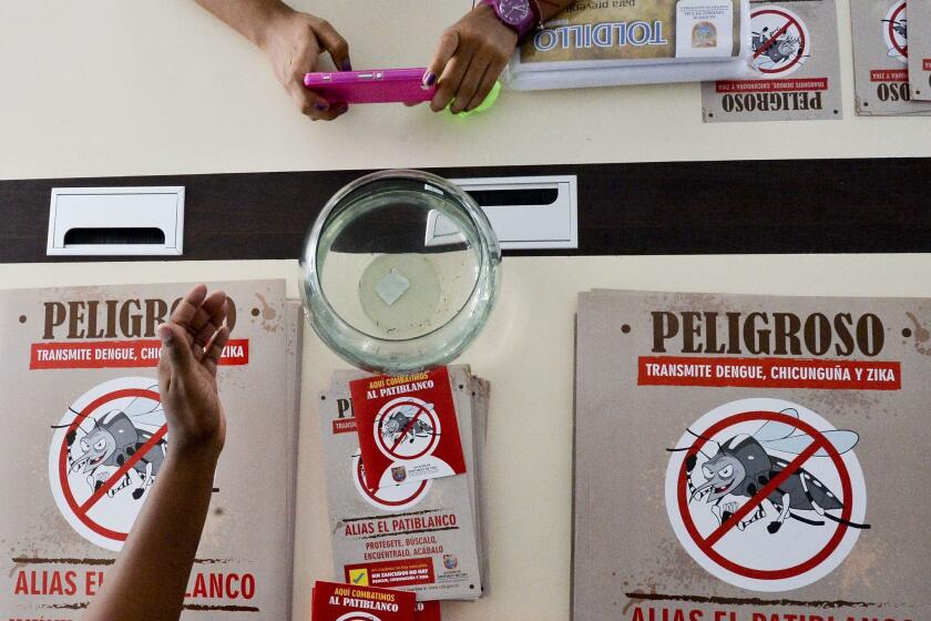 A woman takes a photo of Aedes aegypti mosquito larvae in Cali, Colombia.