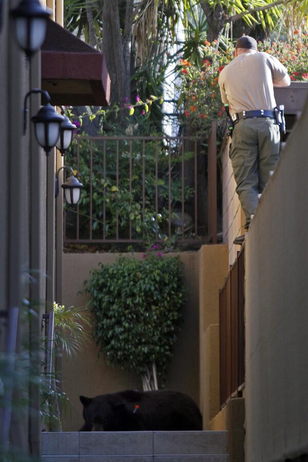 Fish and Game Lt. Martin Wall shoots a tranquilizer dart at the 400-pound black bear, known to some as "Glen Bearian" or "Meatball," after he cornered the bear in an apartment complex in La Crescenta in April. The bear was marked with an orange ear tag so he could be easily identified by officials.
