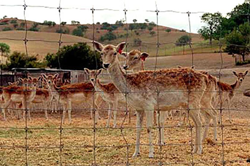 2014 file- Deer live the good life at 32,000-acre Camatta Ranch, 30 miles northeast of San Luis Obispo.