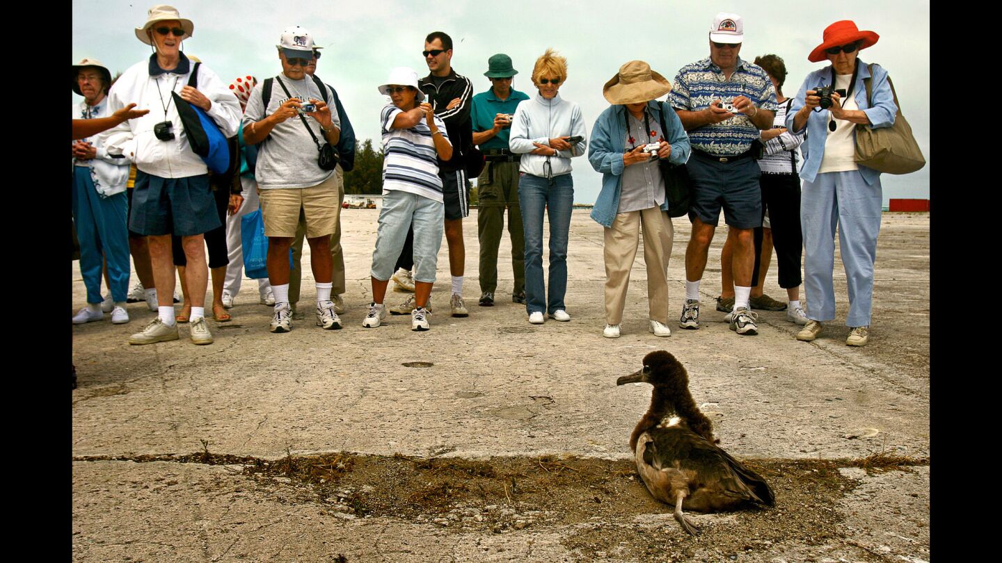 A group of tourists on Midway Atoll become enthralled by one of hundreds of thousands of juvenile albatross that fledge on the island before heading off to a lifetime spent at sea.