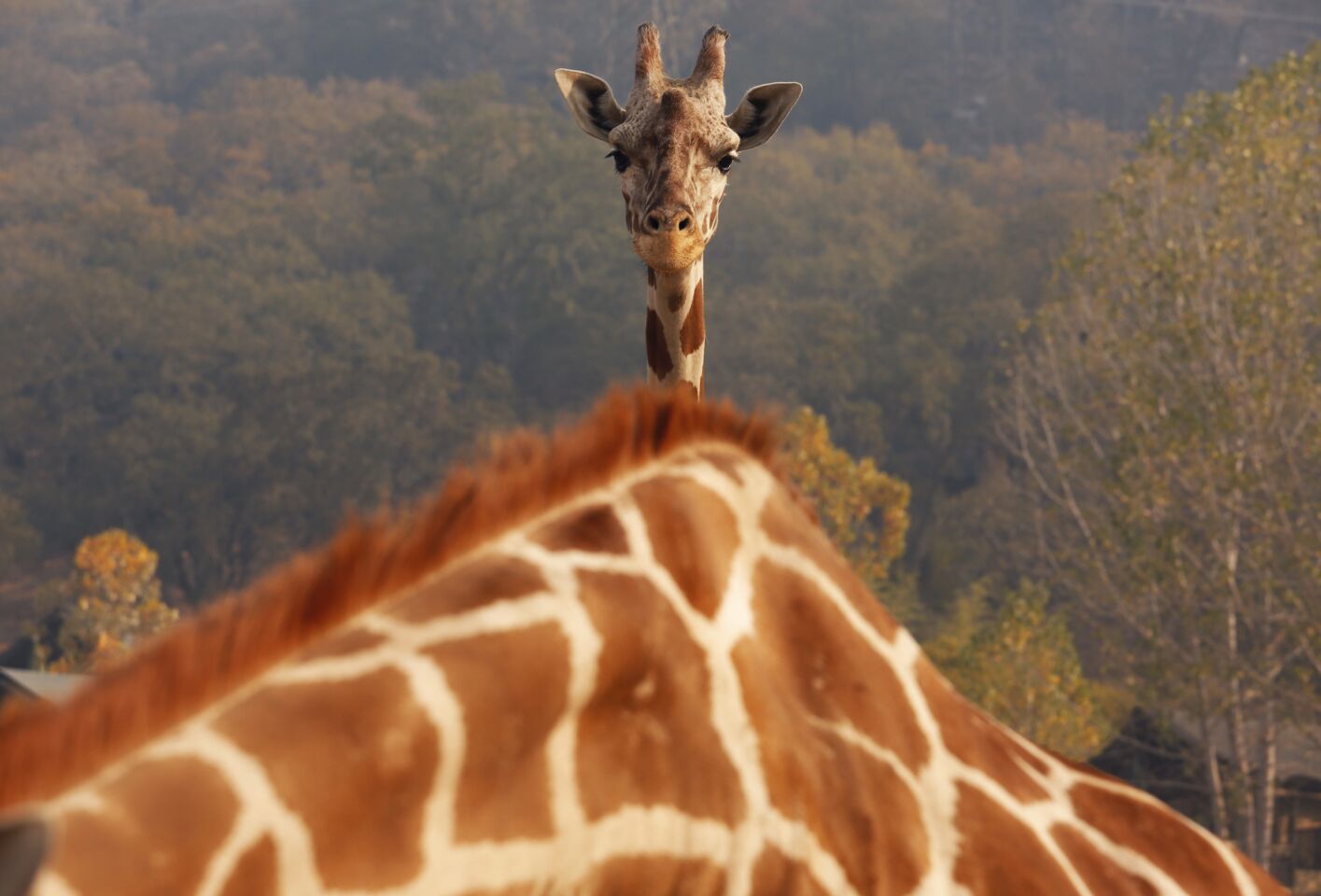 A giraffe framed in the smoke filled air at the Safari West preserve.