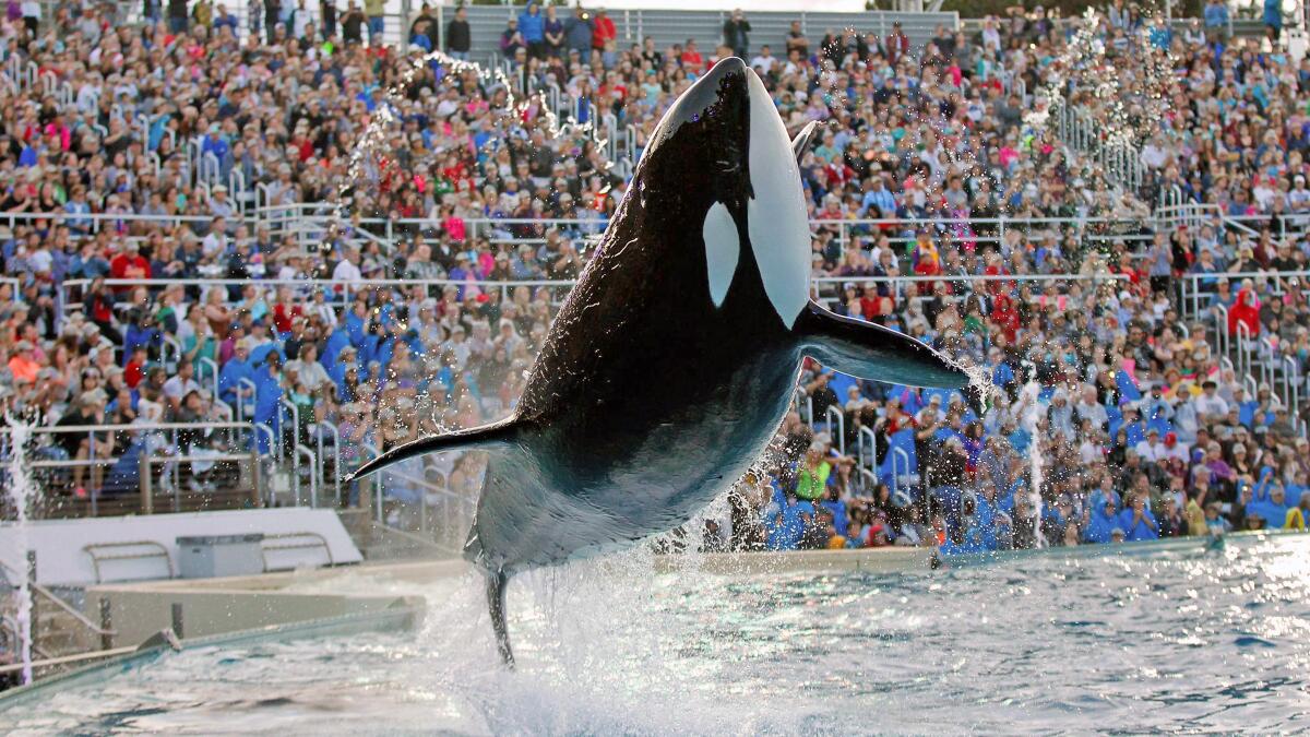 An orca performs during the Shamu show, One Ocean, at Sea World San Diego.