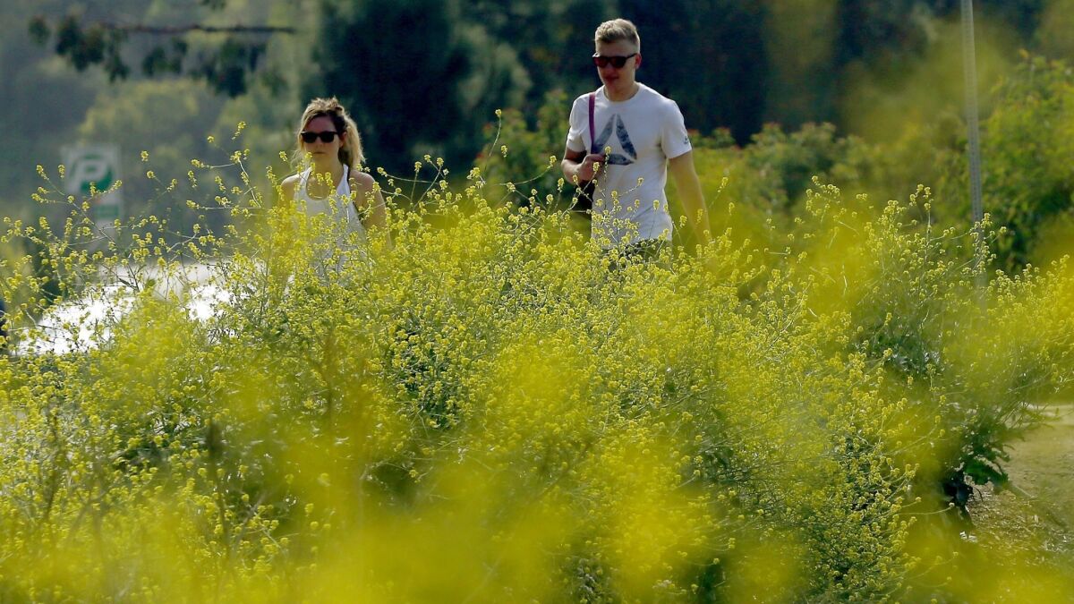 Invasive mustard grass grows along the hiking trails in Griffith Park last month.
