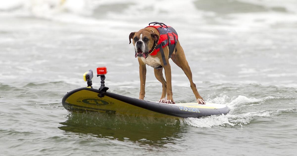 Around Town Dogs ready to take to the waves in Incredible Dog