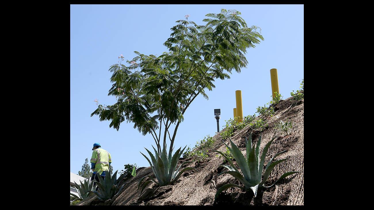 Photo Gallery: USC Verdugo Hills Hospital water conservation landscape project