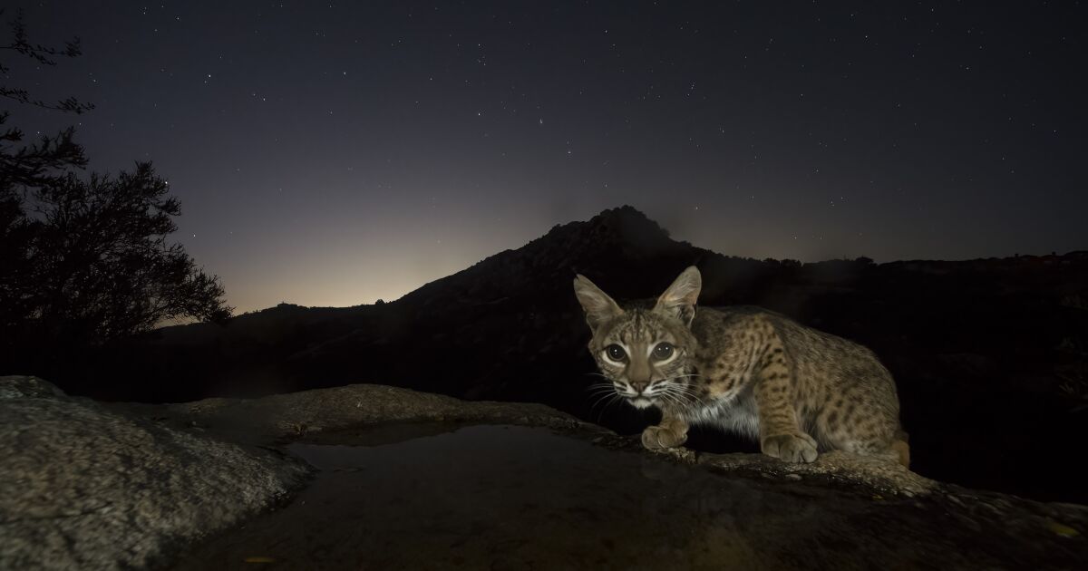 Nighttime photo of a spotted bobcat, crouched low to the ground and staring at the camera-trap. In the background, light is peaking behind the dark mountain.